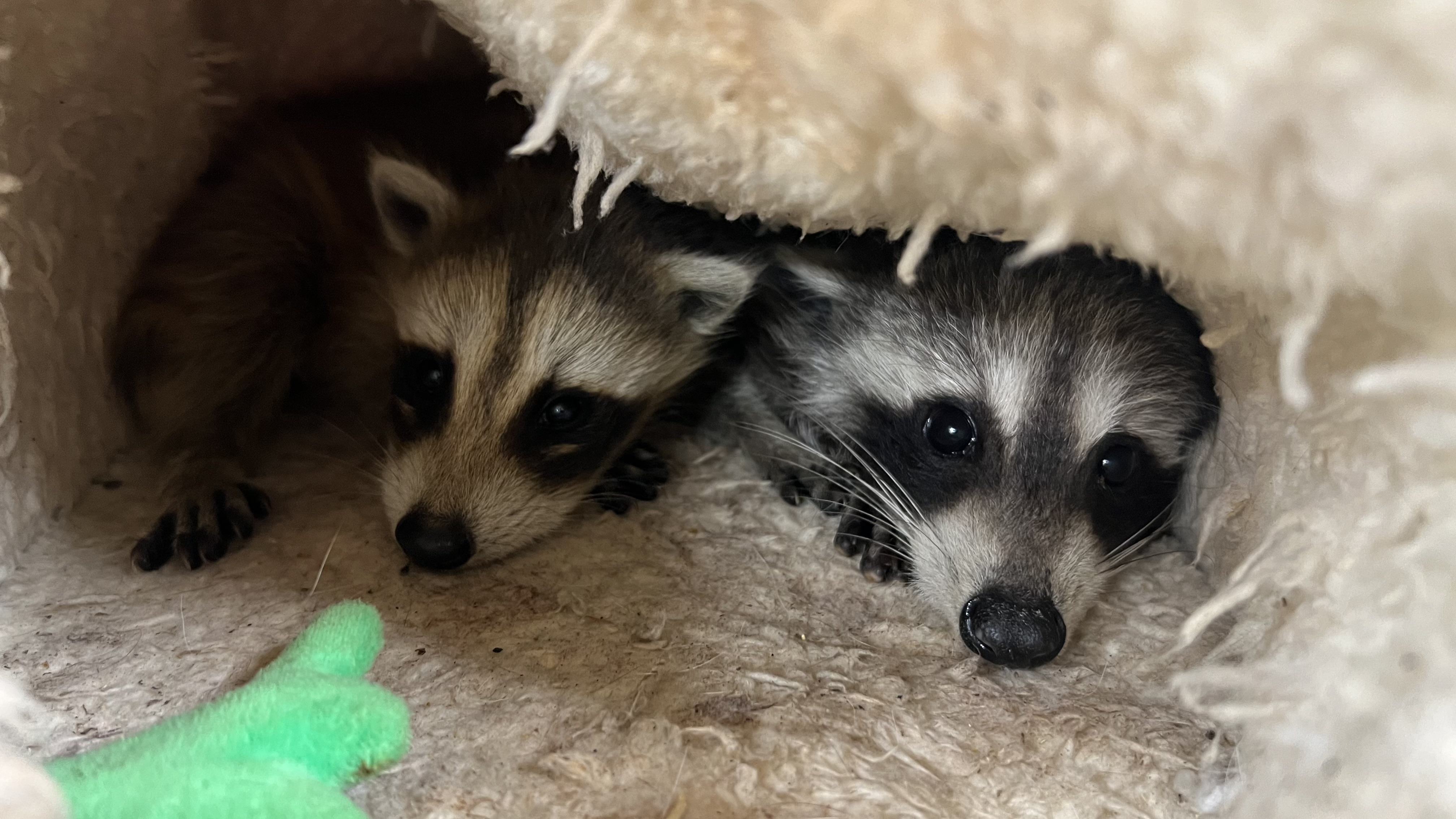 Enlightening Animals Resource Center Inc banner